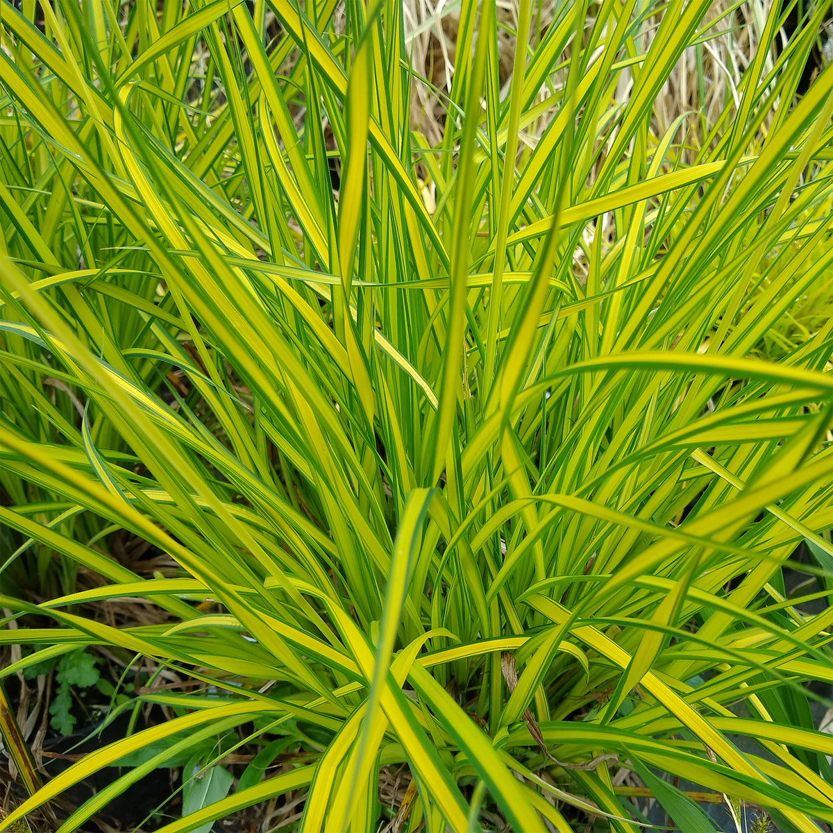 Zegge Aurea Carex - Carex elata aurea - Bakker