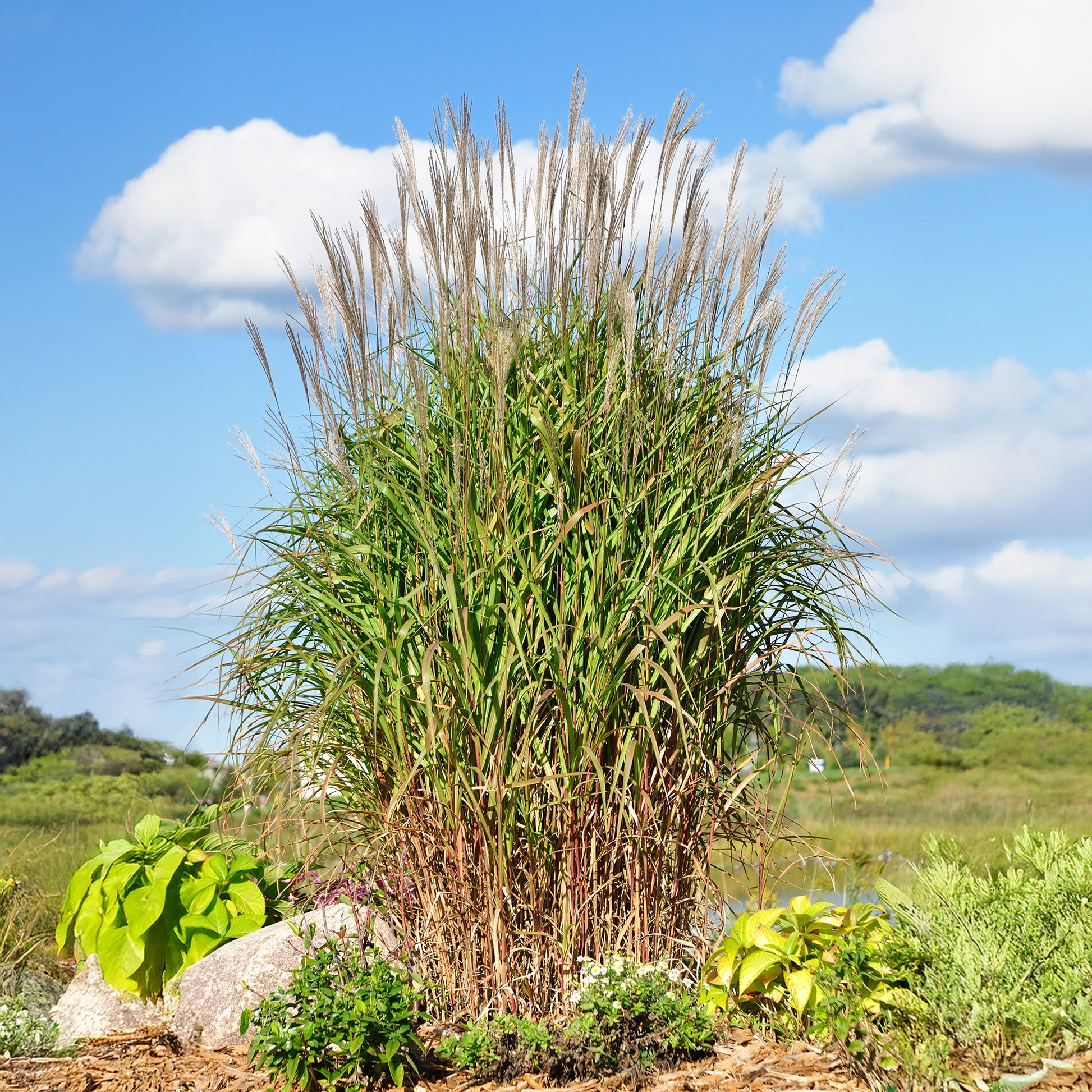 Miscanthus sinensis ssp purpurascens - Prachtriet 'Purpurascens' - Eulalie - Chinees riet