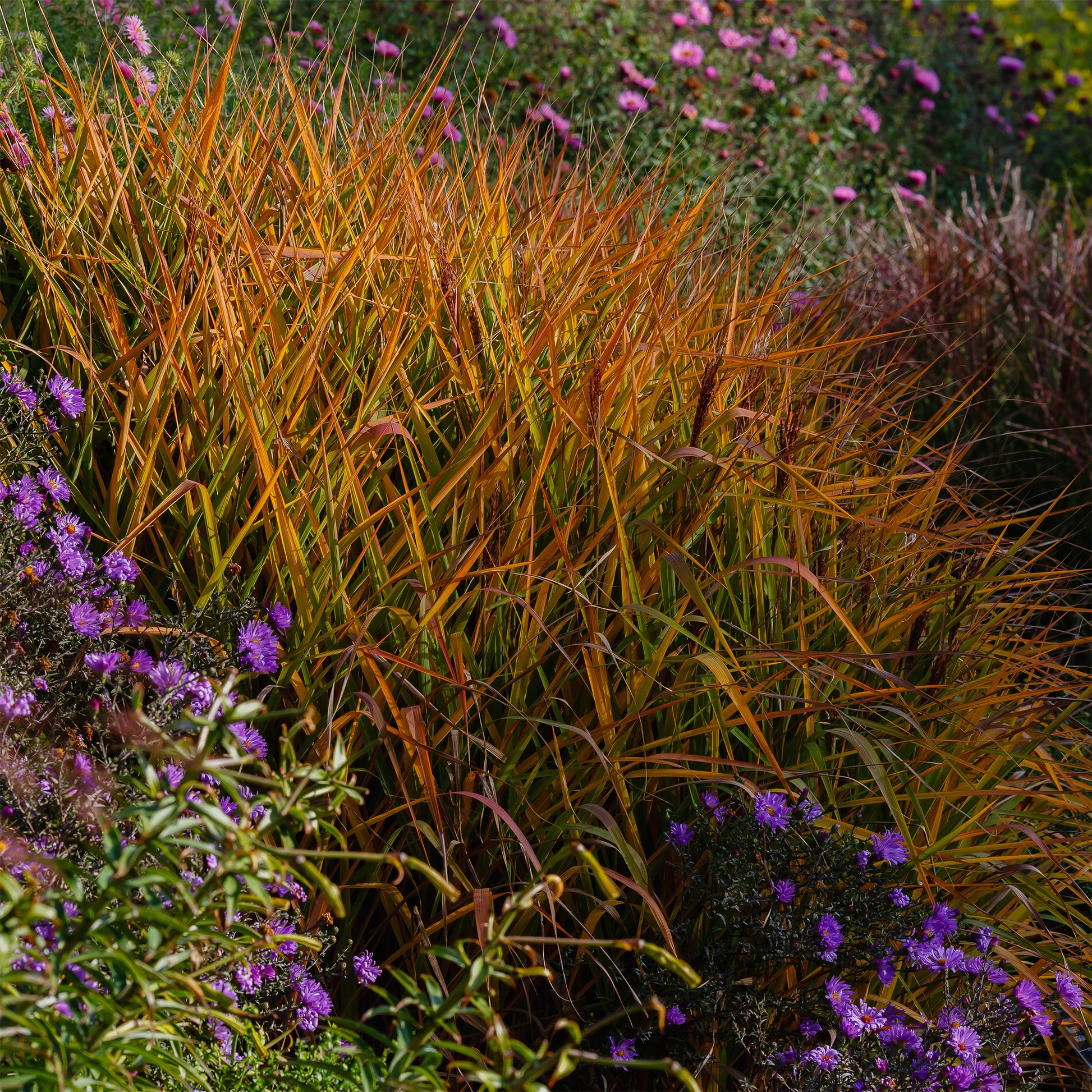 Prachtriet 'Purpurascens' - Miscanthus sinensis ssp purpurascens - Bakker