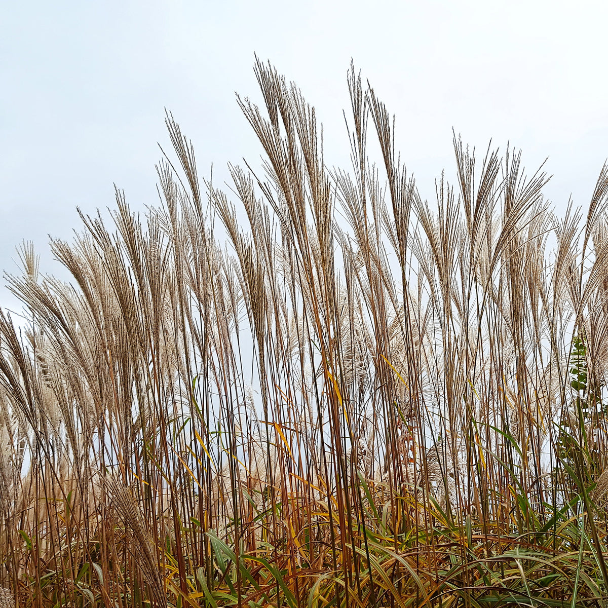 Prachtriet China - Miscanthus sinensis china - Bakker