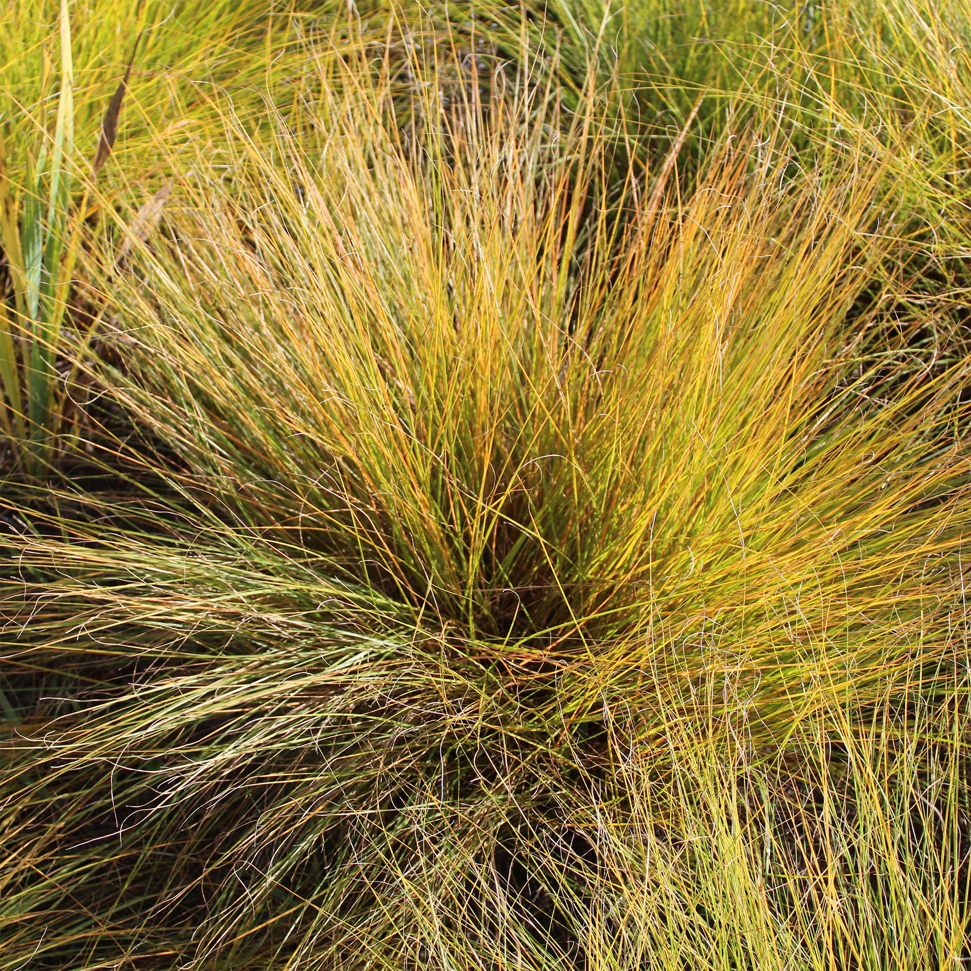 Prairiedropzaad heterolepis - Bakker
