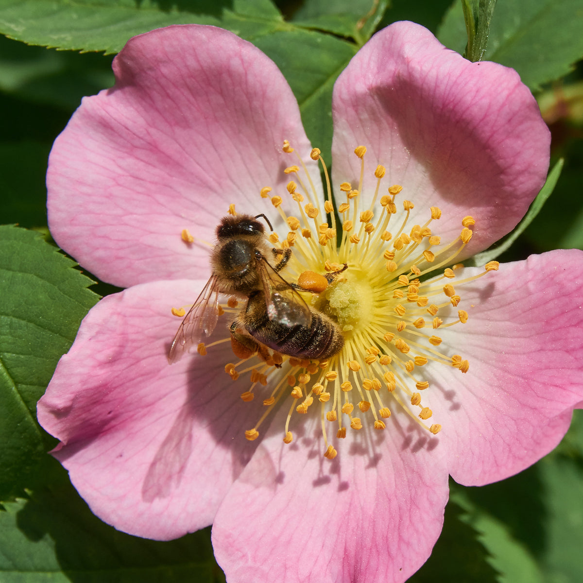 Rosa canina - Hondsroos - Rozen