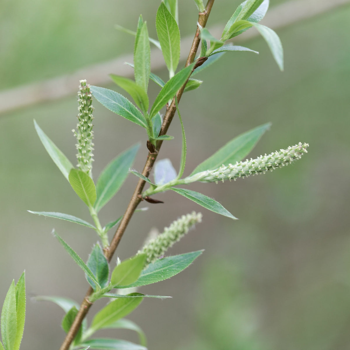 Amandelwilg - Salix triandra - Bakker