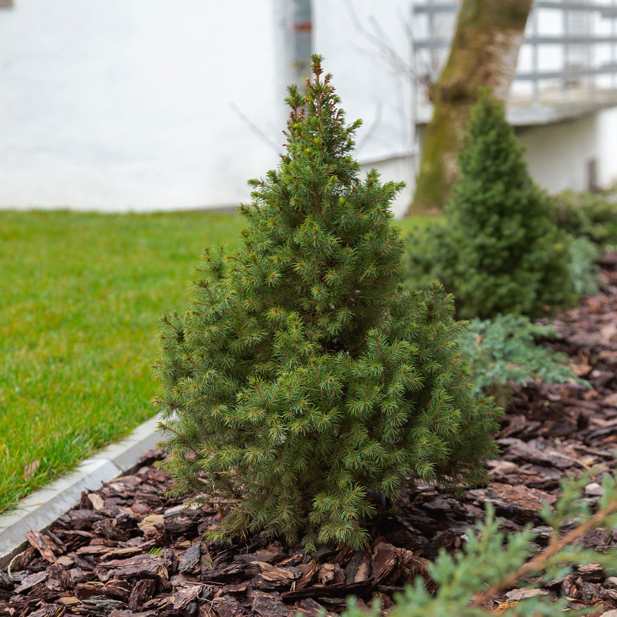 Picea glauca Conica - Witte spar - Coniferen