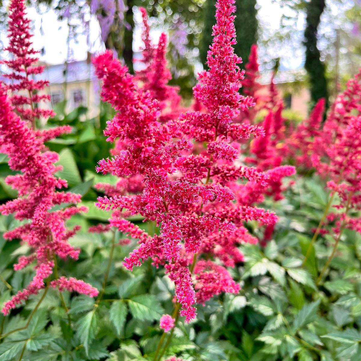 Pluimspirea Fanal - Astilbe arendsii Fanal - Bakker