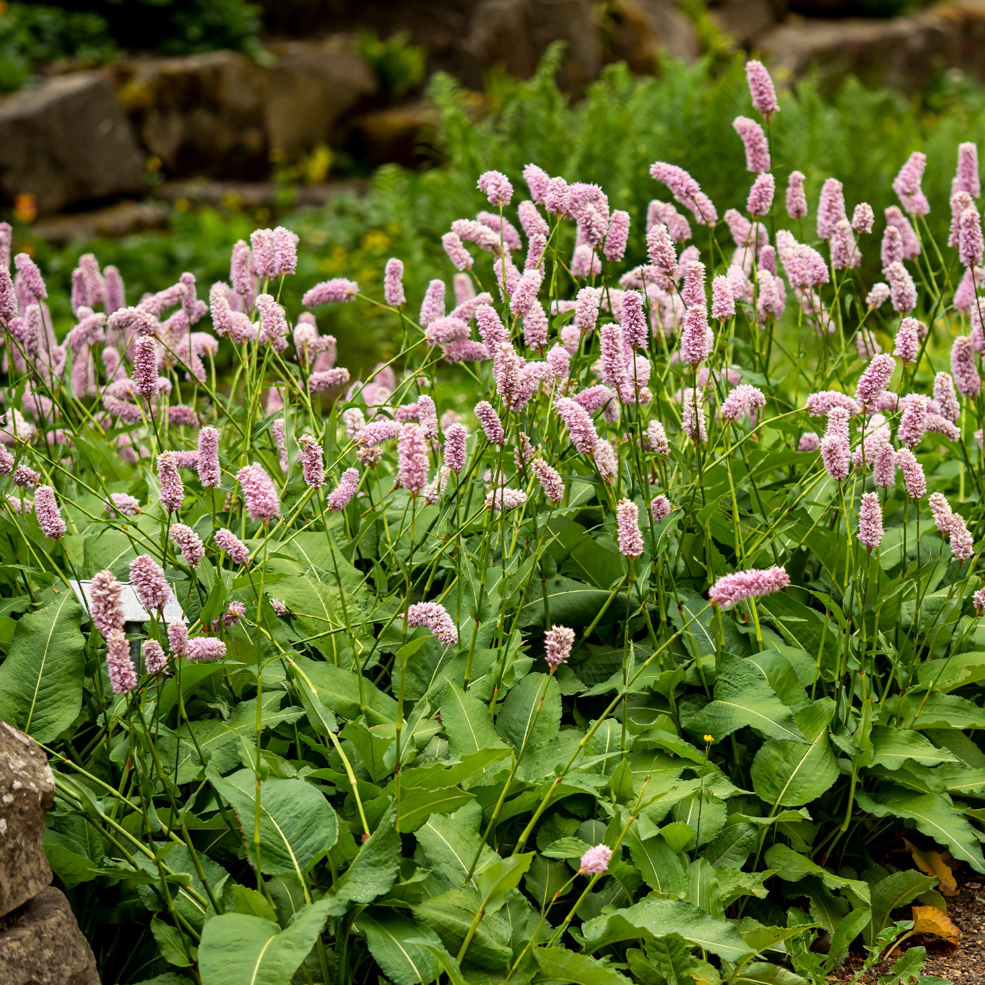 Duizendknoop 'Superba' - Persicaria bistorta Superba - Bakker