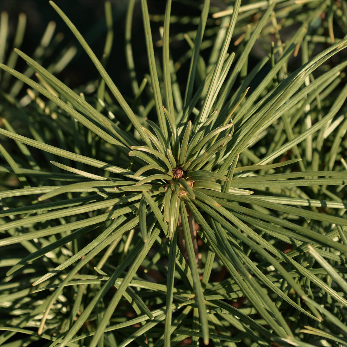 Verkoop Parasolden - Pinus pinea