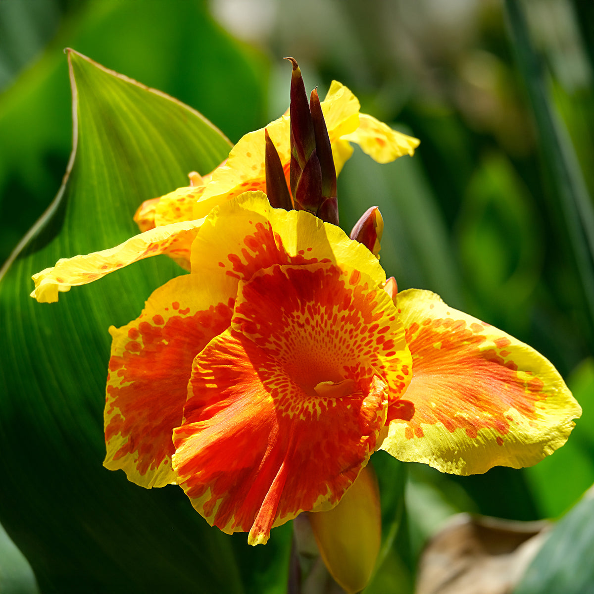 Indisch bloemriet 'Gold'® - Bakker