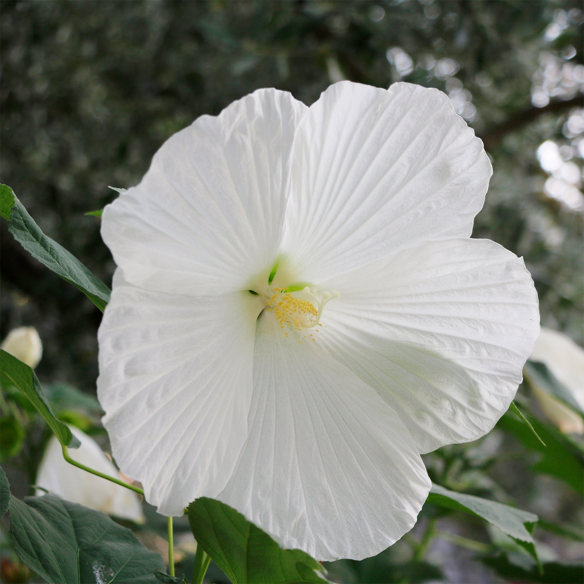 Hibiscus moscheutos extreme pure white ® (improved) - Altheastruik 'Extreme Pure White' - Hibiscus