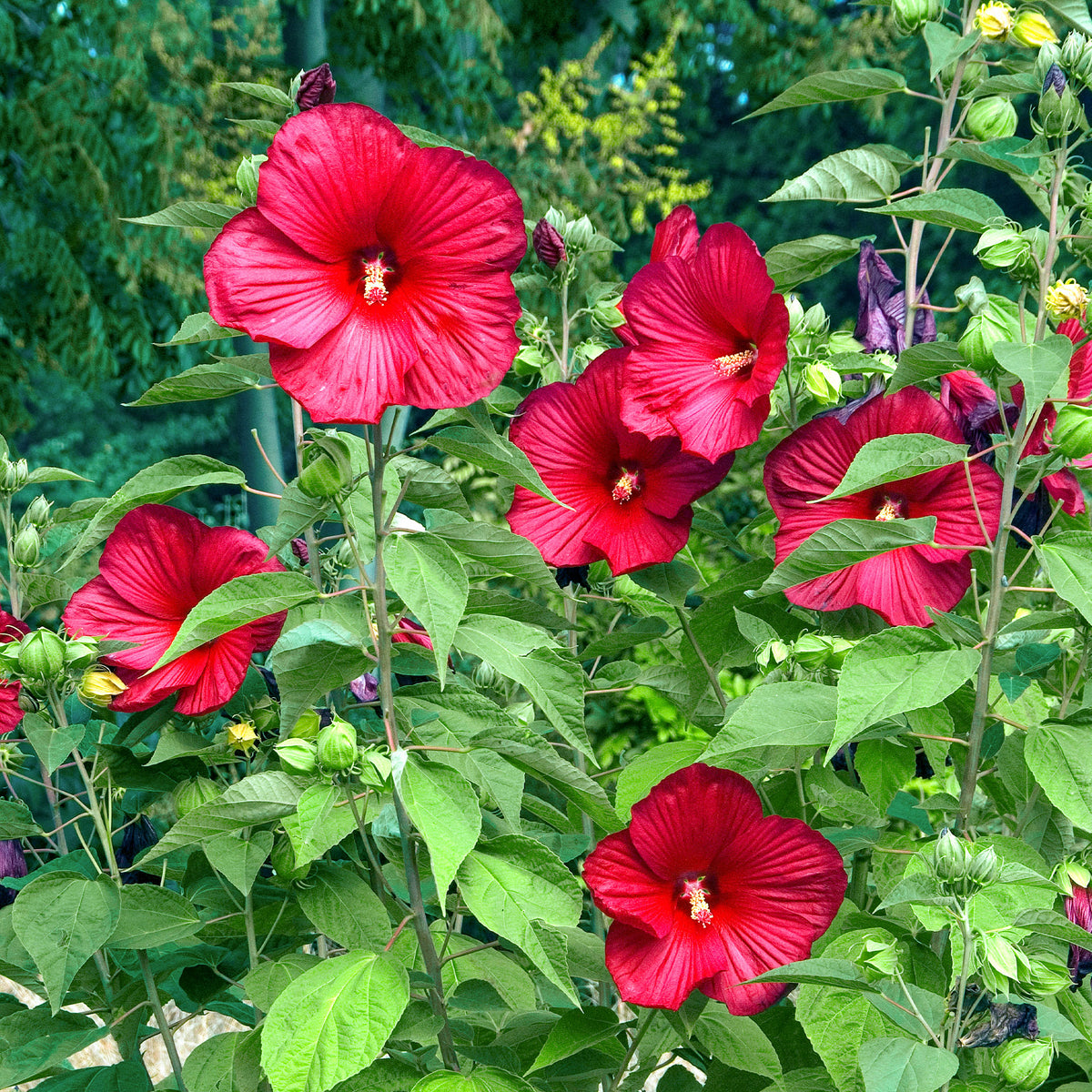 Altheastruik 'Luna Red' - Bakker