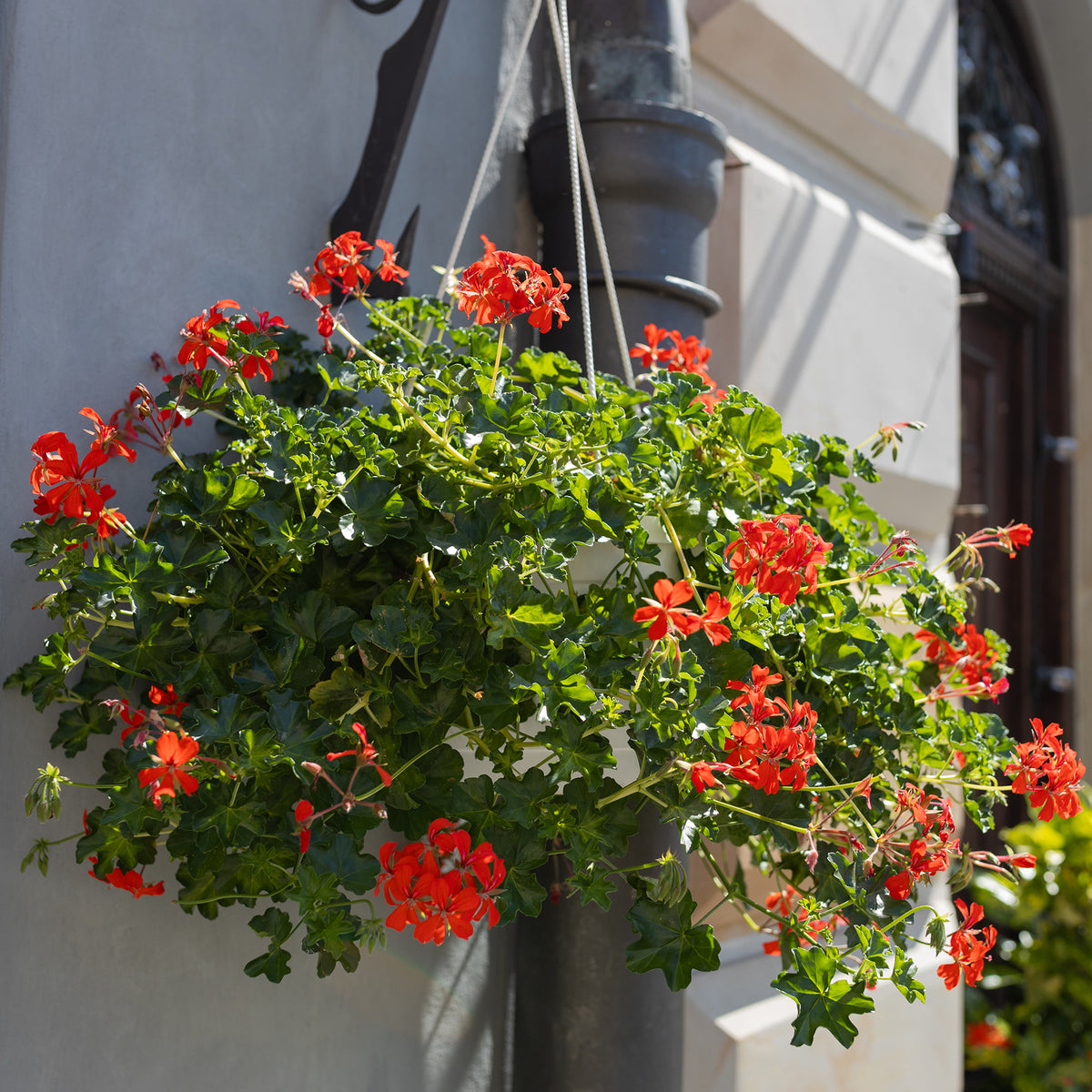 Hanggeranium