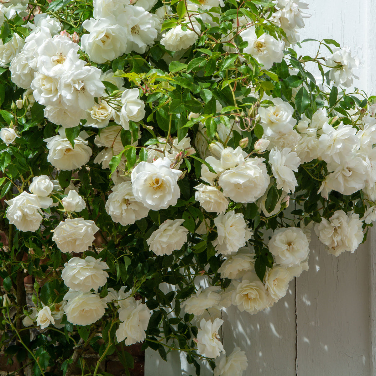 Klimroos - wit - Rosa - Bakker