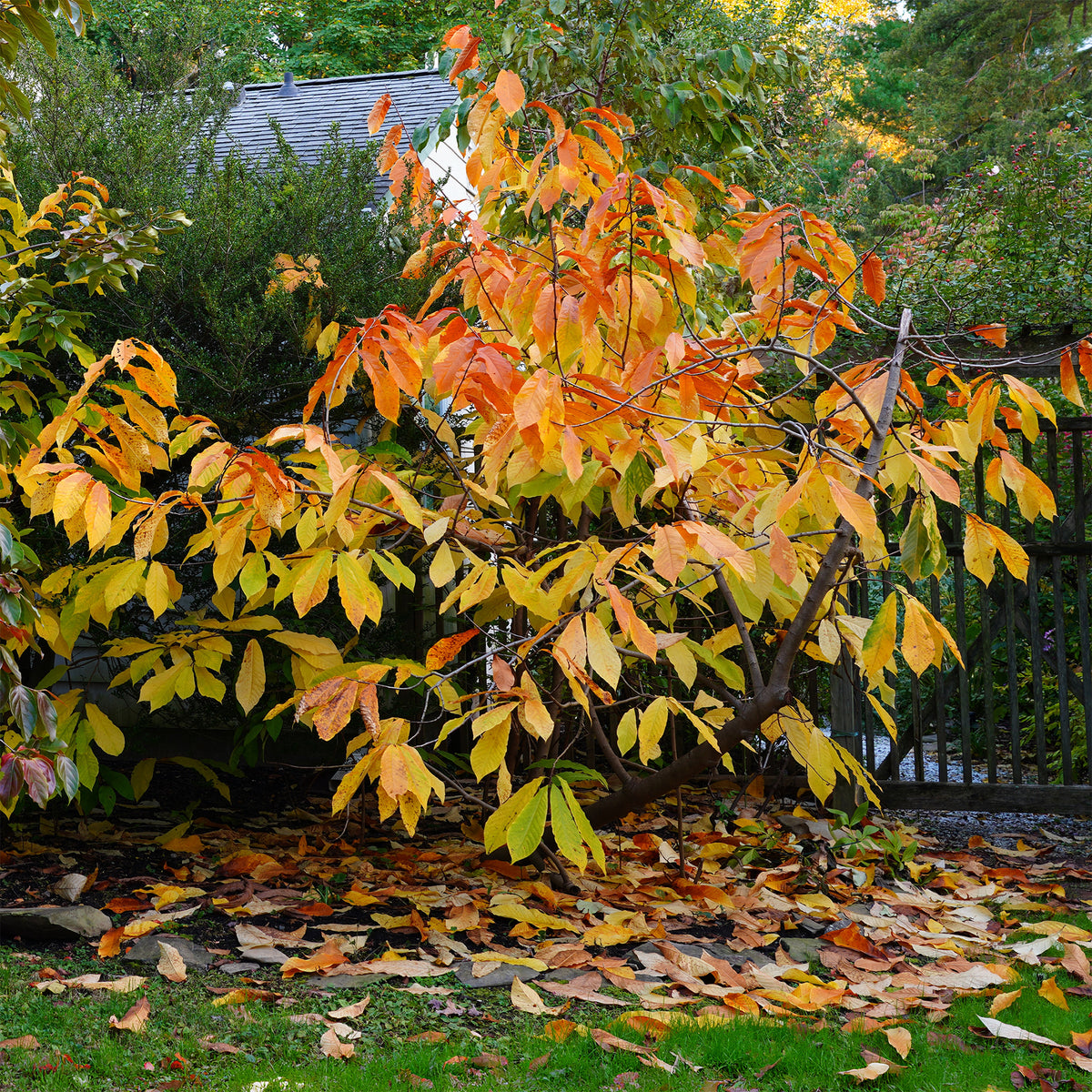 Asimina Triloba Prima - - Exotische fruit