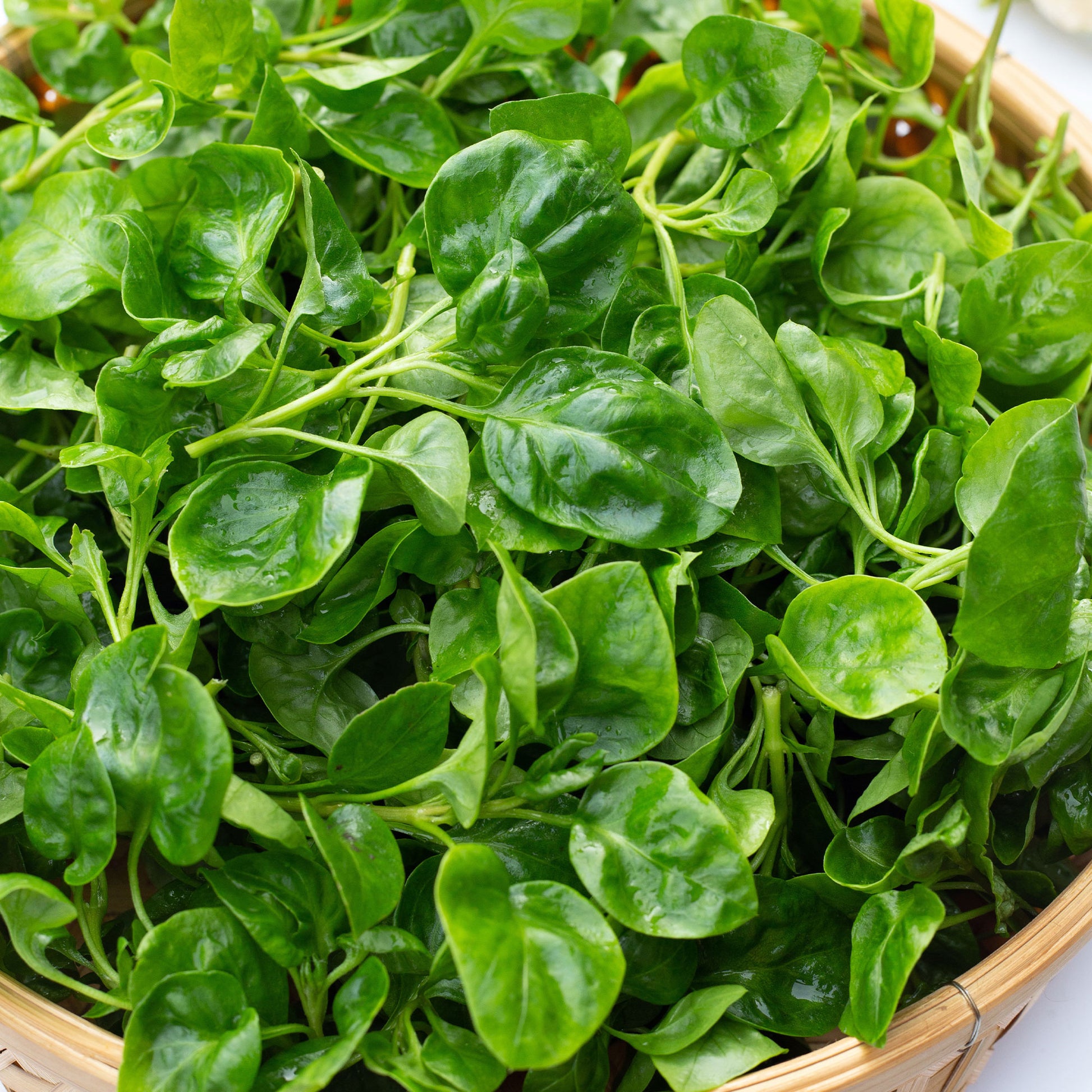 Waterkers Gewone - Nasturtium officinale - Bakker