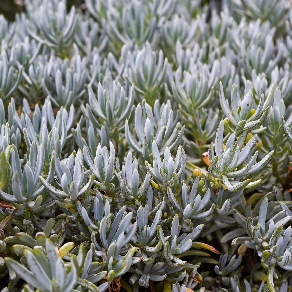 Verkoop Senecio mandraliscae - Senecio mandraliscae