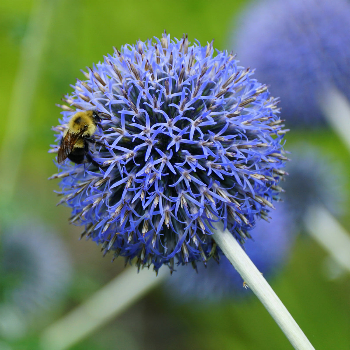 Kogeldistel 'Blue Globe' - Echinops bannaticus blue globe - Bakker