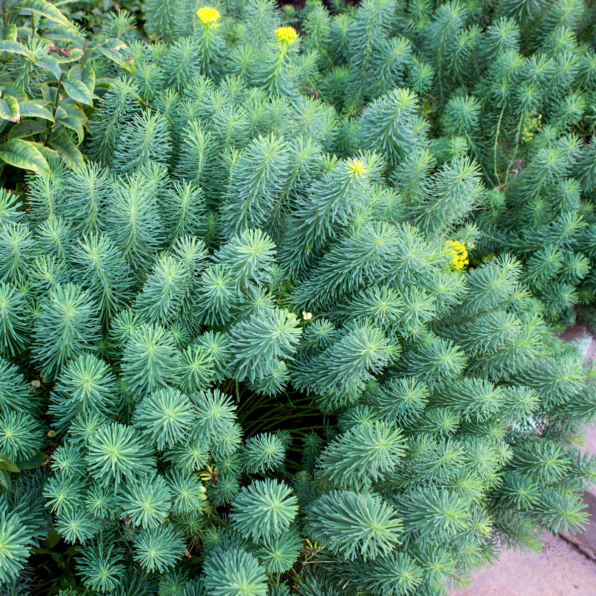 Euphorbia cyparissias - Cypreswolfsmelk - Wolfsmelk