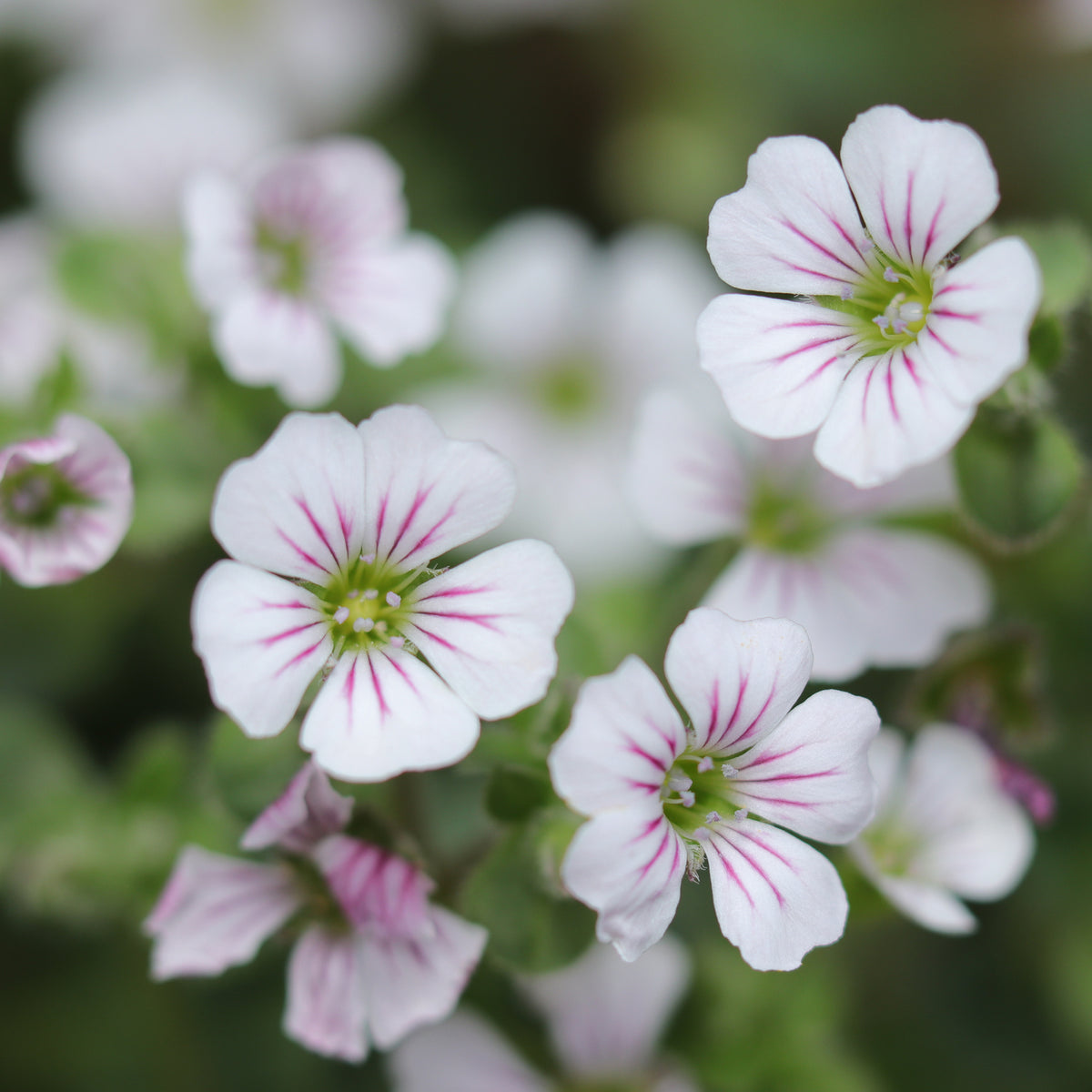 Gipskruid - Gipskruid - Gypsophila cerastioides