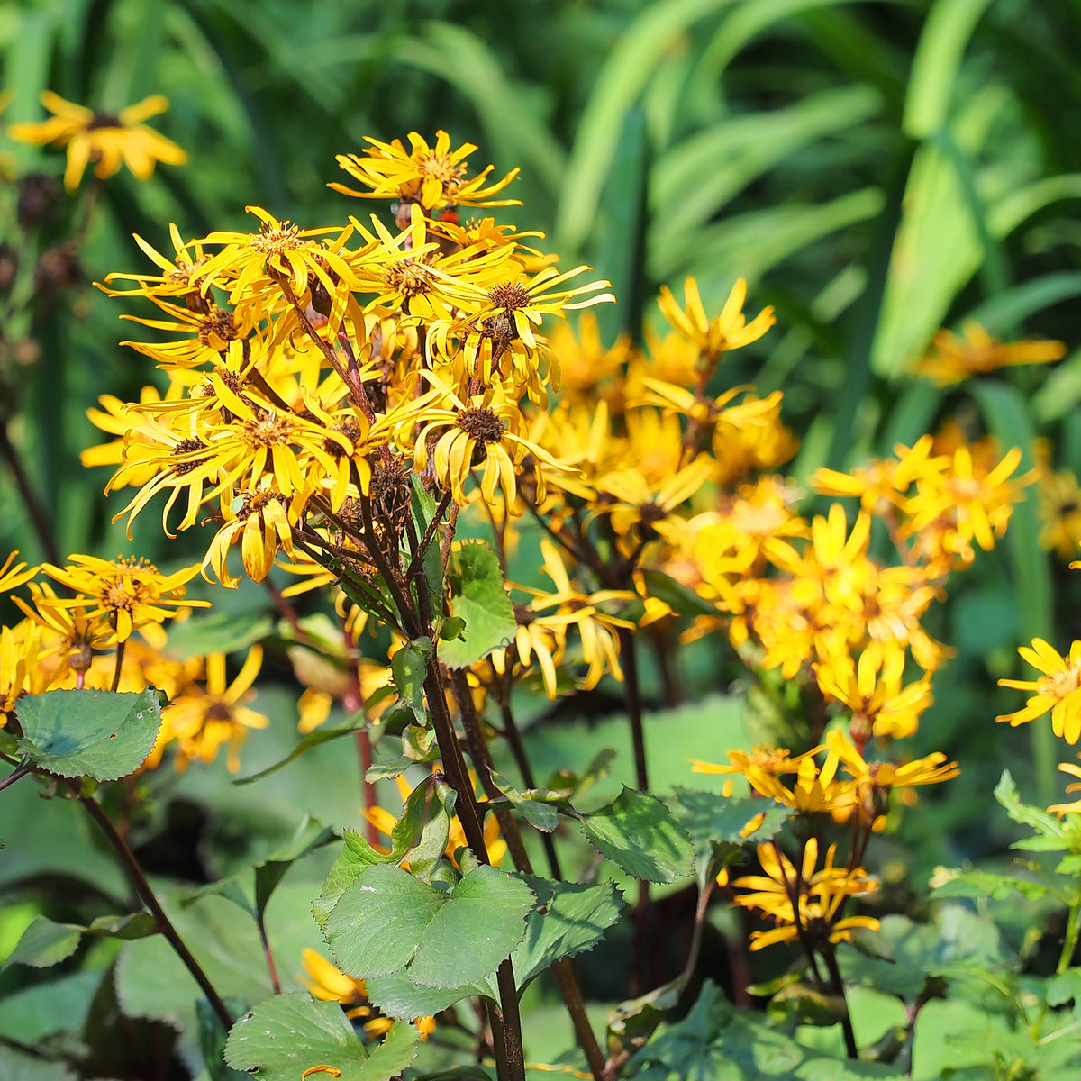Kruiskruid - Ligularia dentata - Bakker