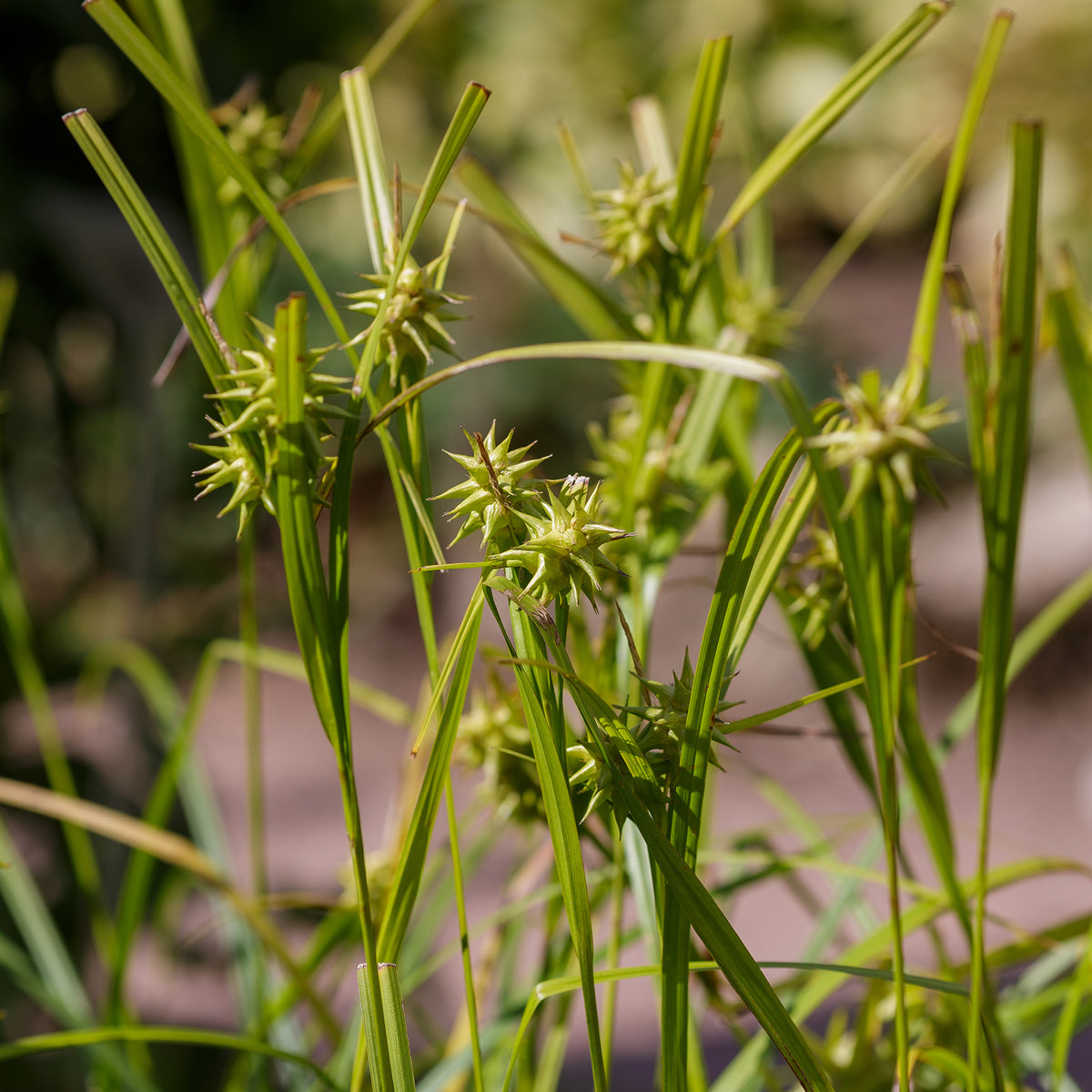 Zegge - Zegge Grayi - Carex grayi
