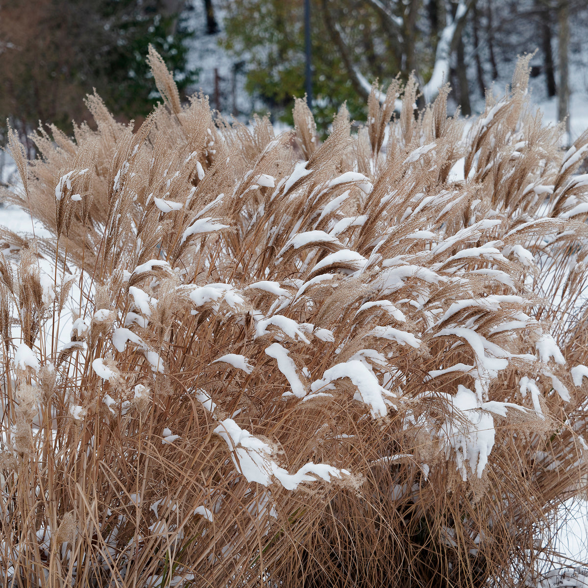 Verkoop Prachtriet Kaskade - Miscanthus sinensis Kaskade