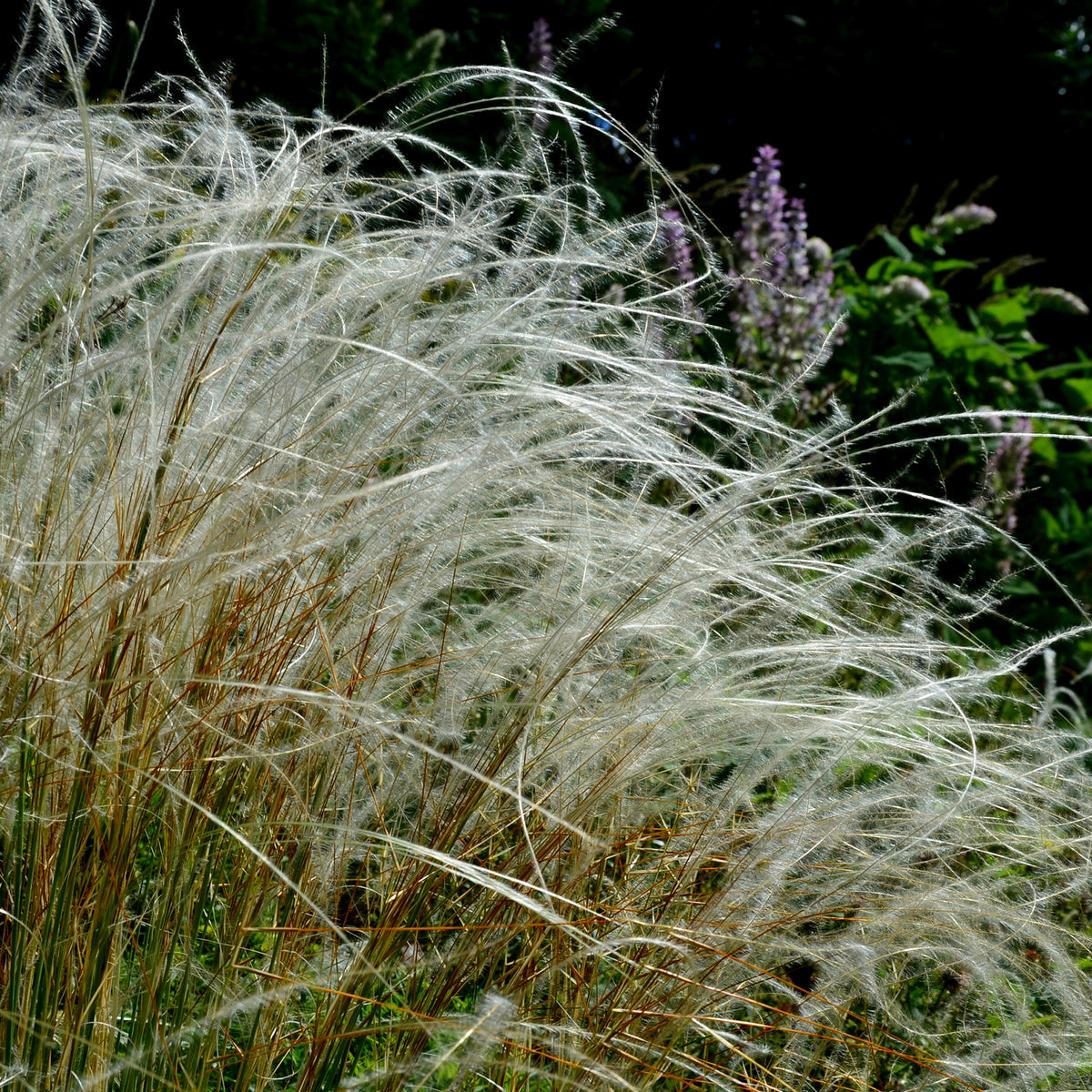Vedergras pulcherrima - Stipa pulcherrima - Bakker