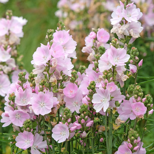 Griekse malva little Princess - Bakker