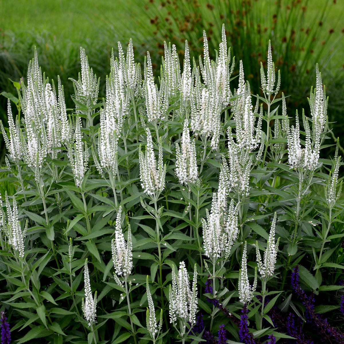 Veronica spicata alba - Aarereprijs Alba - Veronica