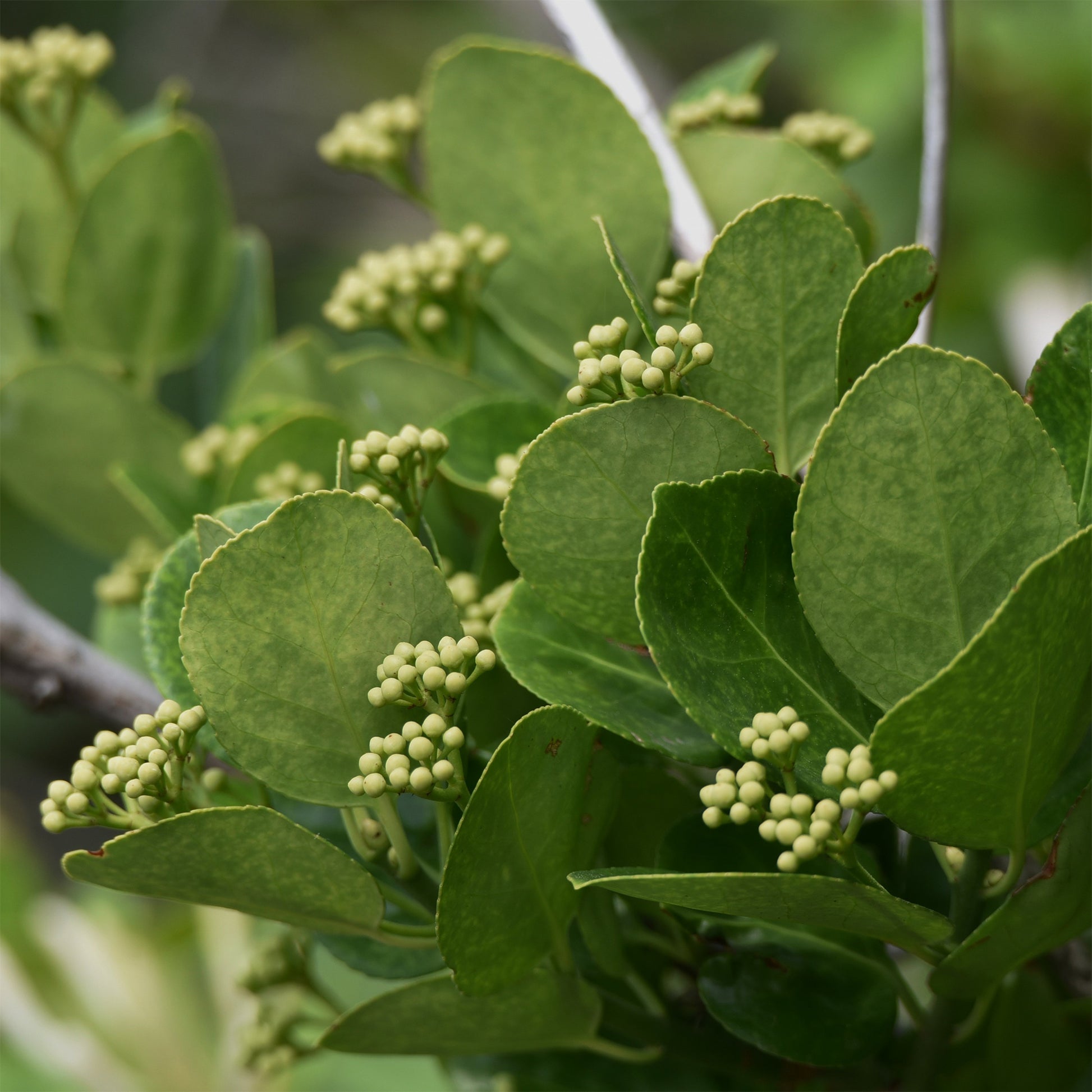 Japanese kardinaalsmuts - Bakker