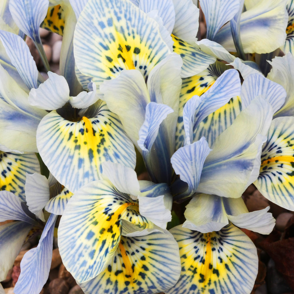 Reticulata Iris Katherine Hodgkin (x10) - Bakker