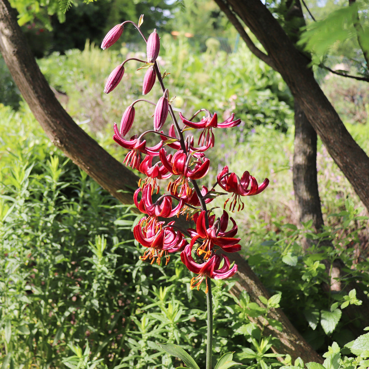 Lilium Claude Shride - Turkse lelie Claude Shride - Lelie
