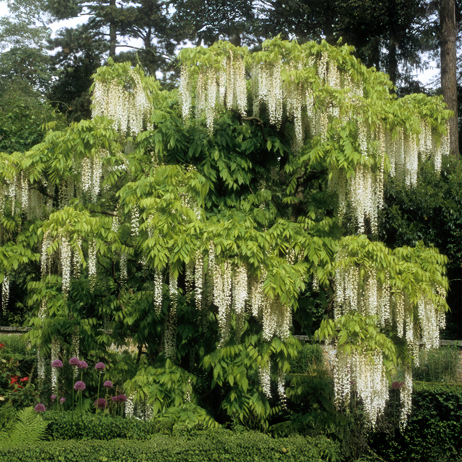 Witte regen 'Alba'- op stam - Bakker