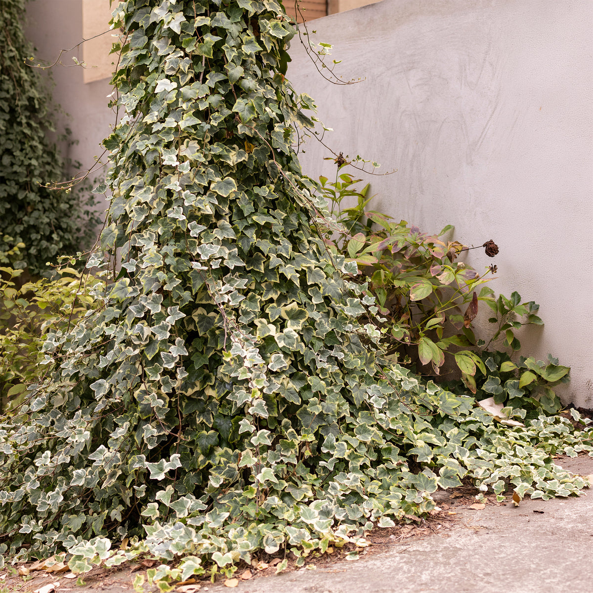 Klimop 'Goldchild' - Hedera helix Goldchild - Bakker