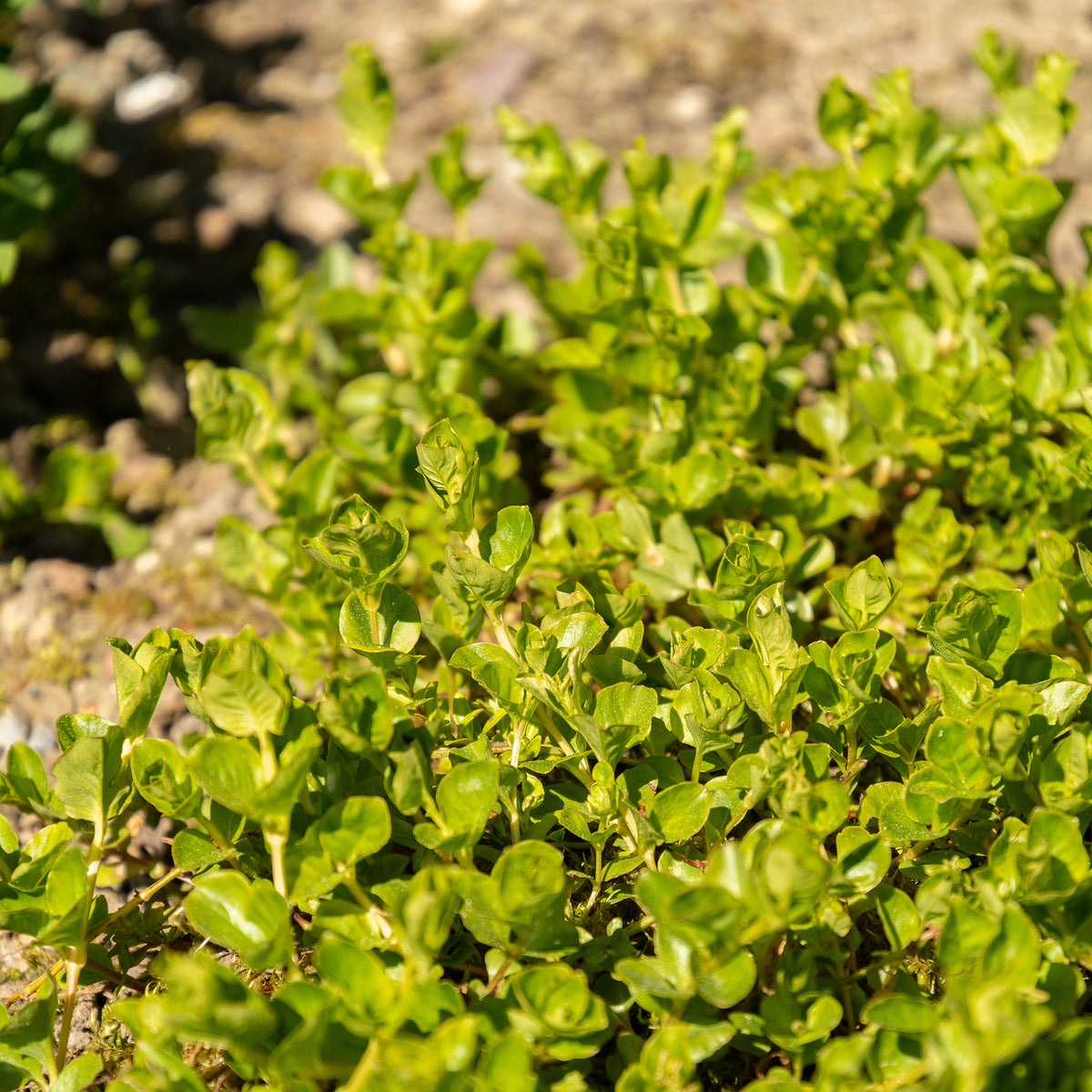 Alle vijverplanten - Penningkruid - Lysimachia nummularia