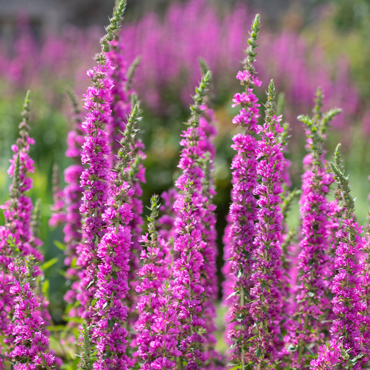 Verkoop Kattestaart - Lythrum salicaria