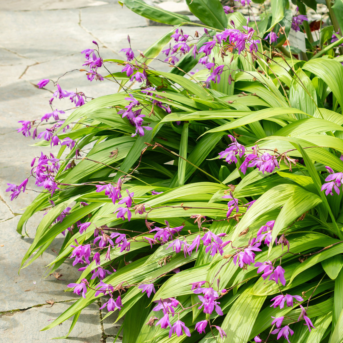 Hyacint Orchidee - Bletilla striata - Bakker