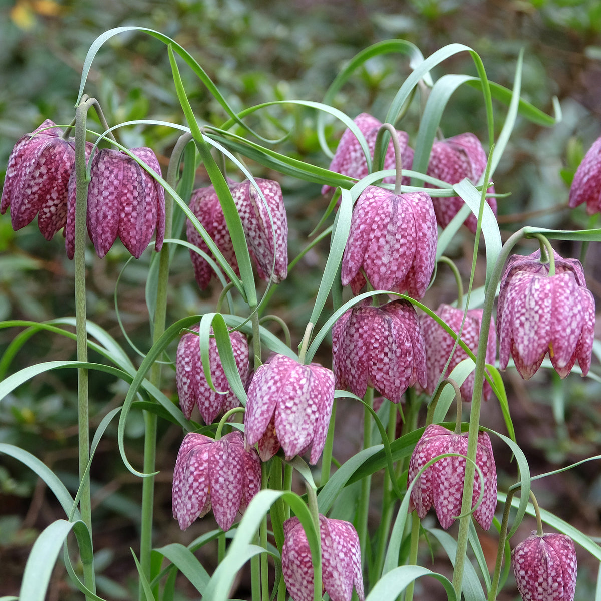 Kievitsbloemen gemengd (x30)