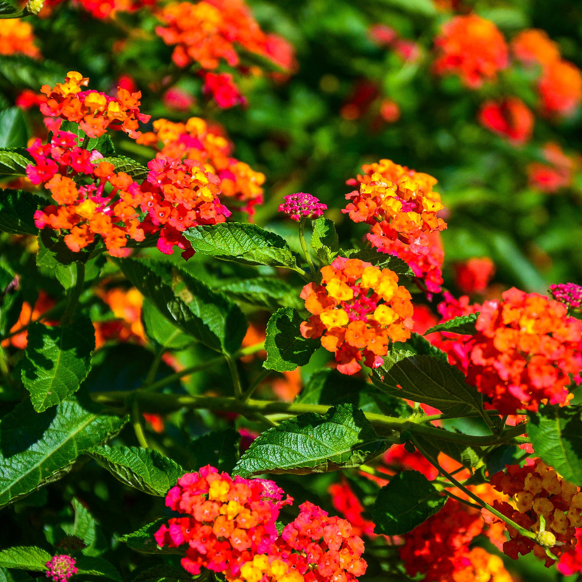 3 Lantana Passievrucht - Bakker