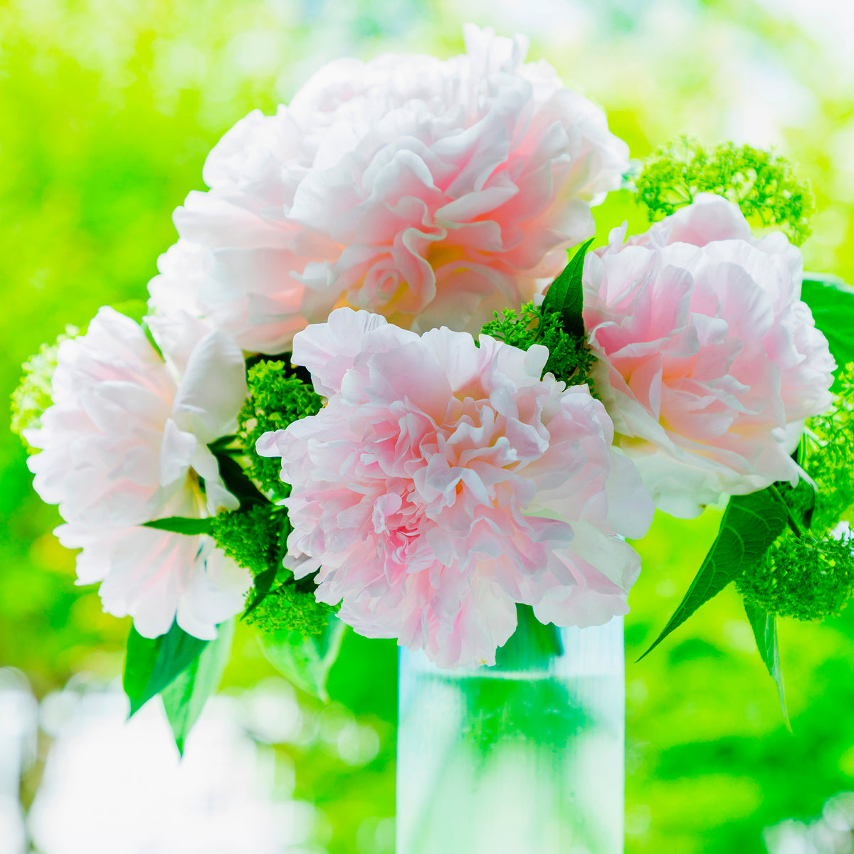 Verkoop Pioenroos Albert Crousse - Paeonia lactiflora Albert Crousse