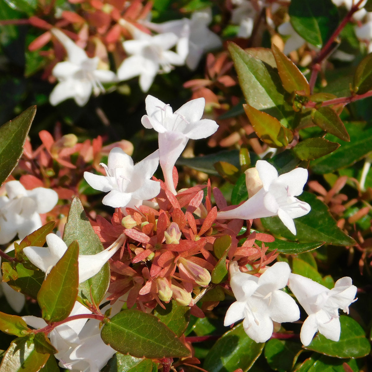 Abelia grandiflora Pisto - Abelia grandiflora Pisto - Abelia