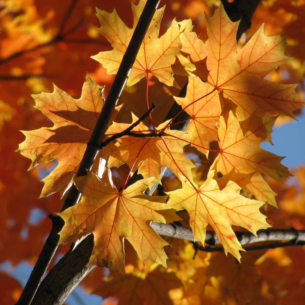 Verkoop Noorse esdoorn - Acer platanoides