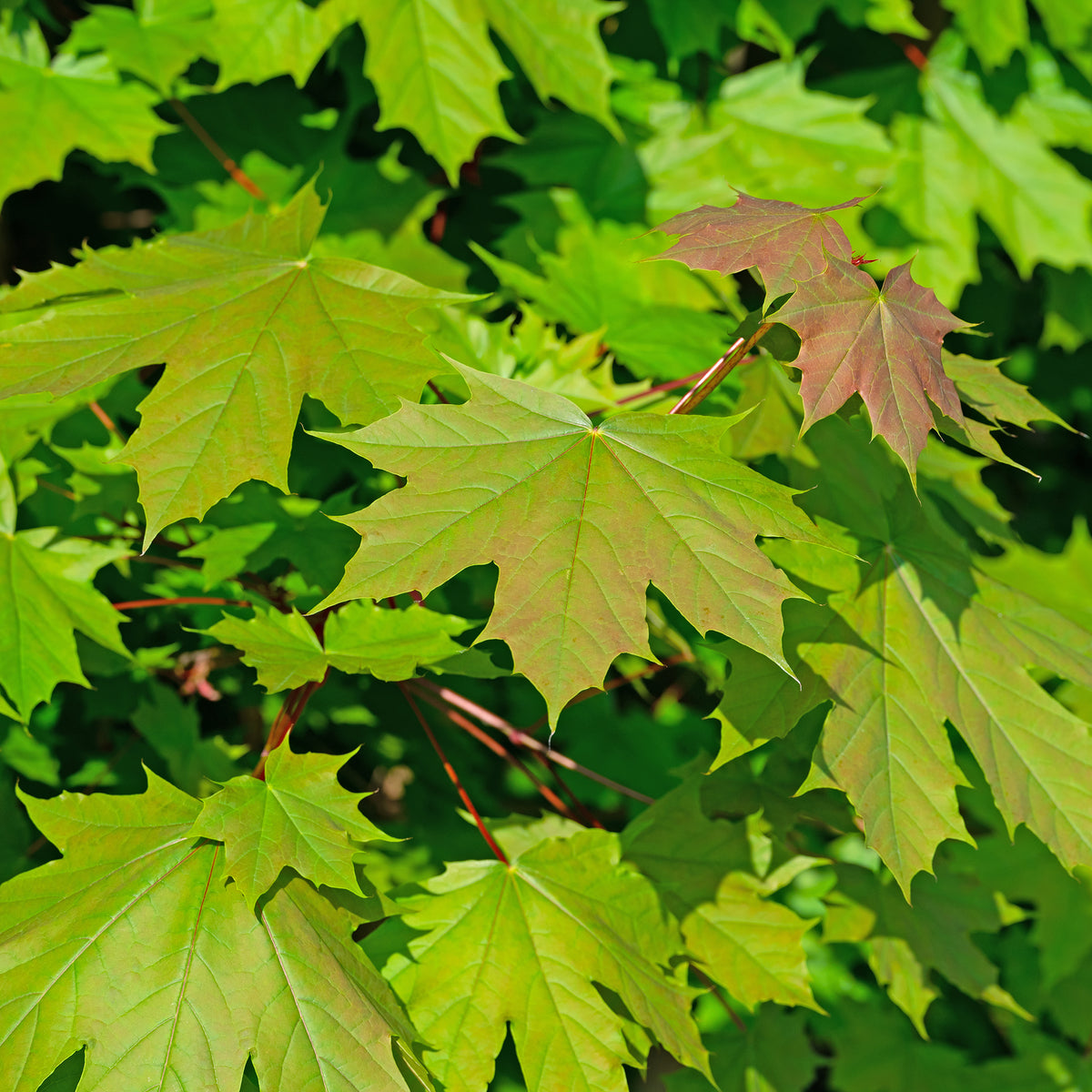 Noorse esdoorn - Acer platanoides - Bakker