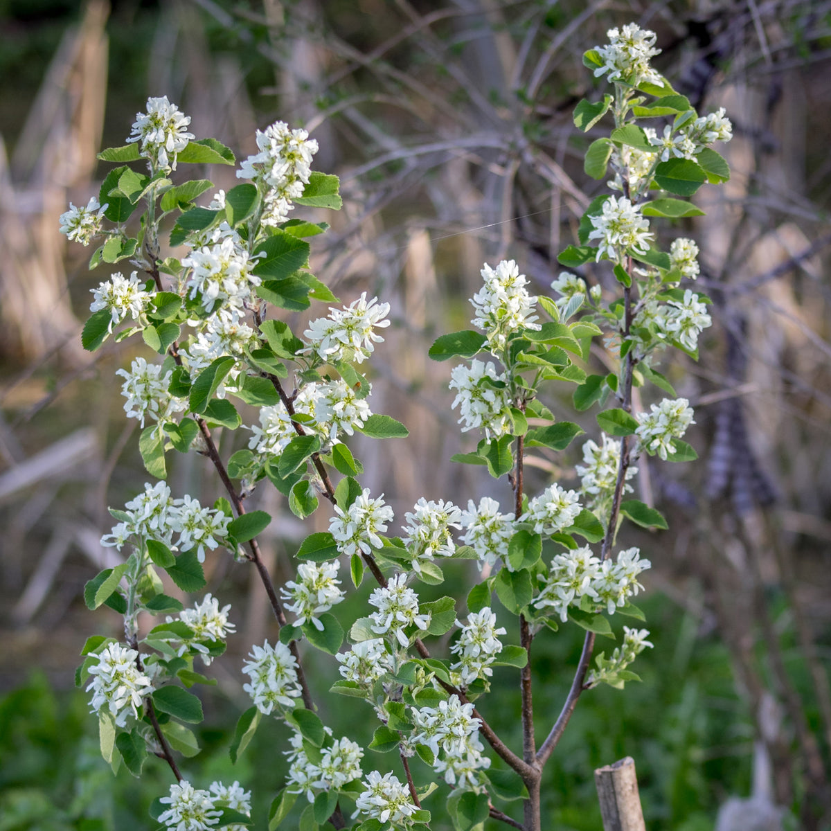 Bloeiende heesters - Canadese krentenboompje - Amelanchier canadensis