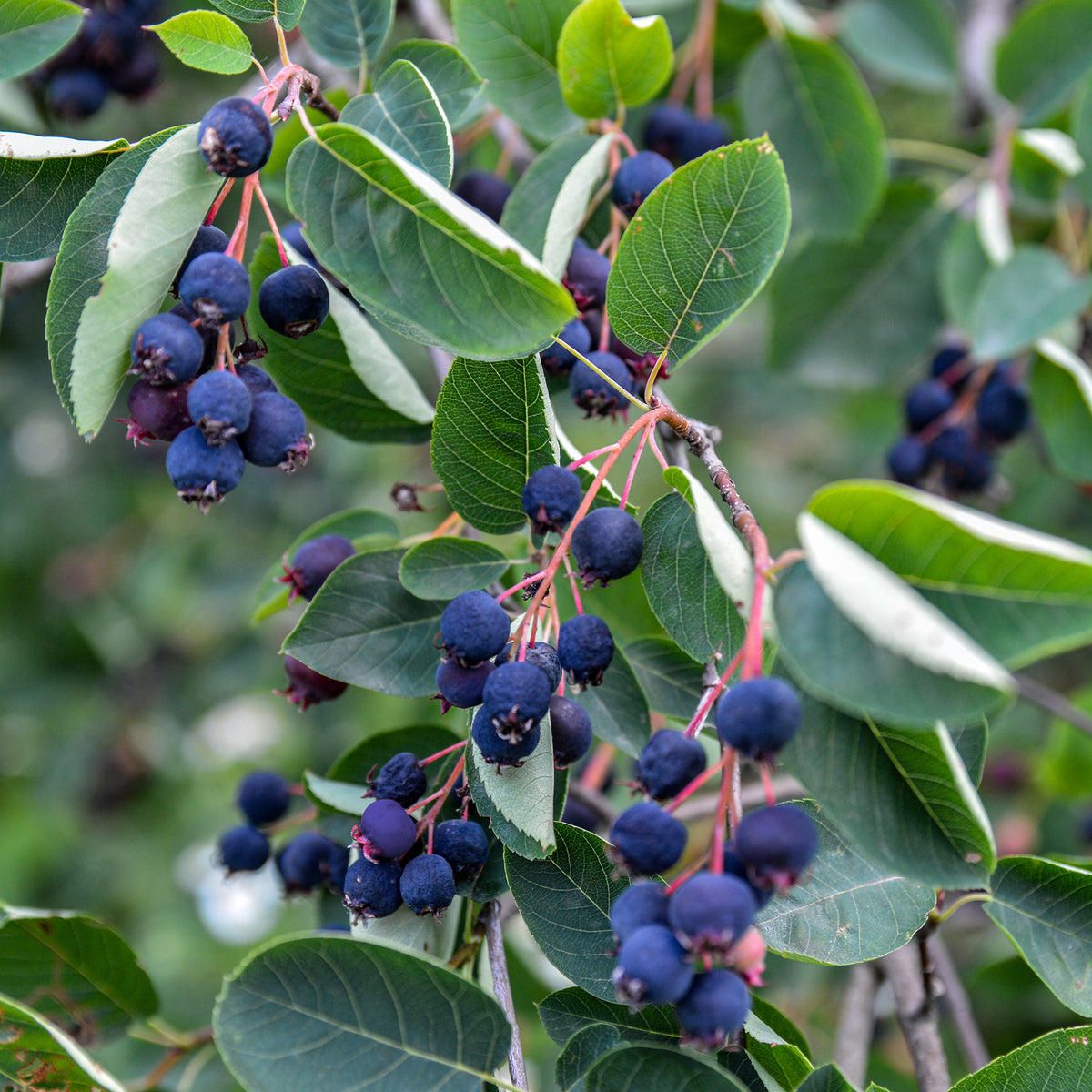 Verkoop Boskrentenboompje - Amelanchier rotundifolia