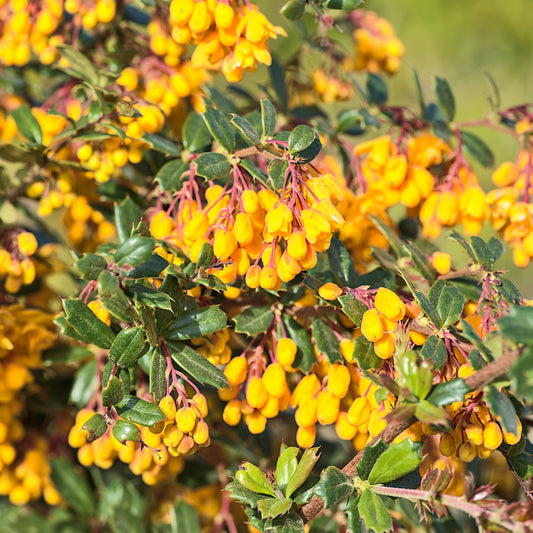 Darwins berberis - Bakker