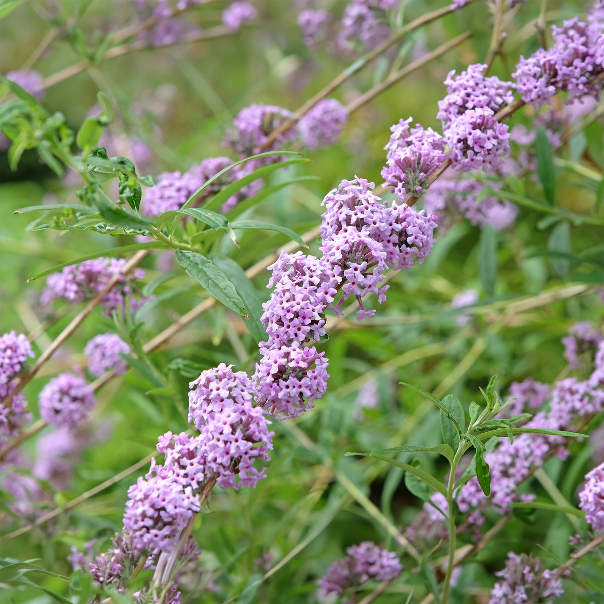Vlinderstruik met afwisselende bladeren