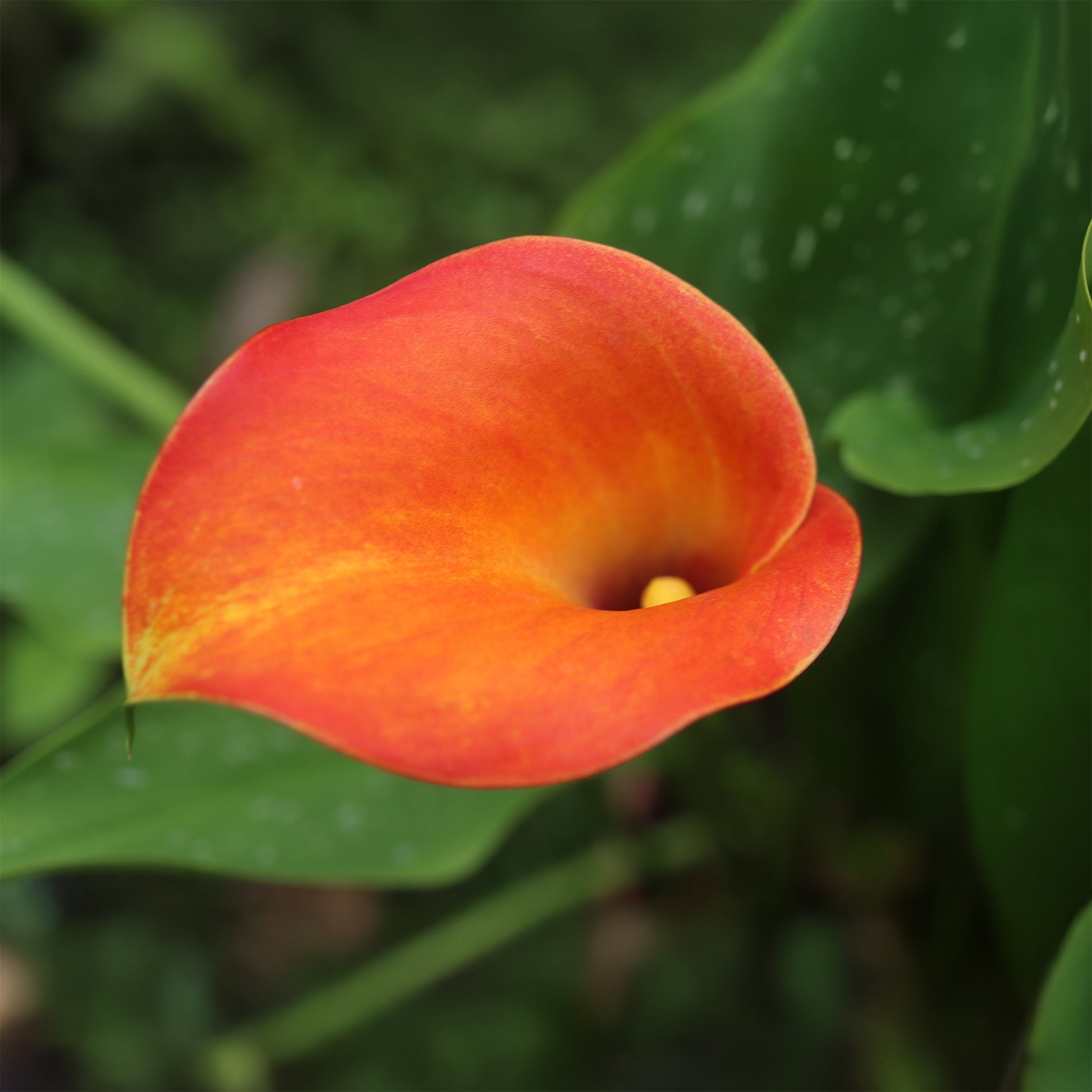 Canna Peach Pearl - Calla 'Peach Pearl' (x2) -