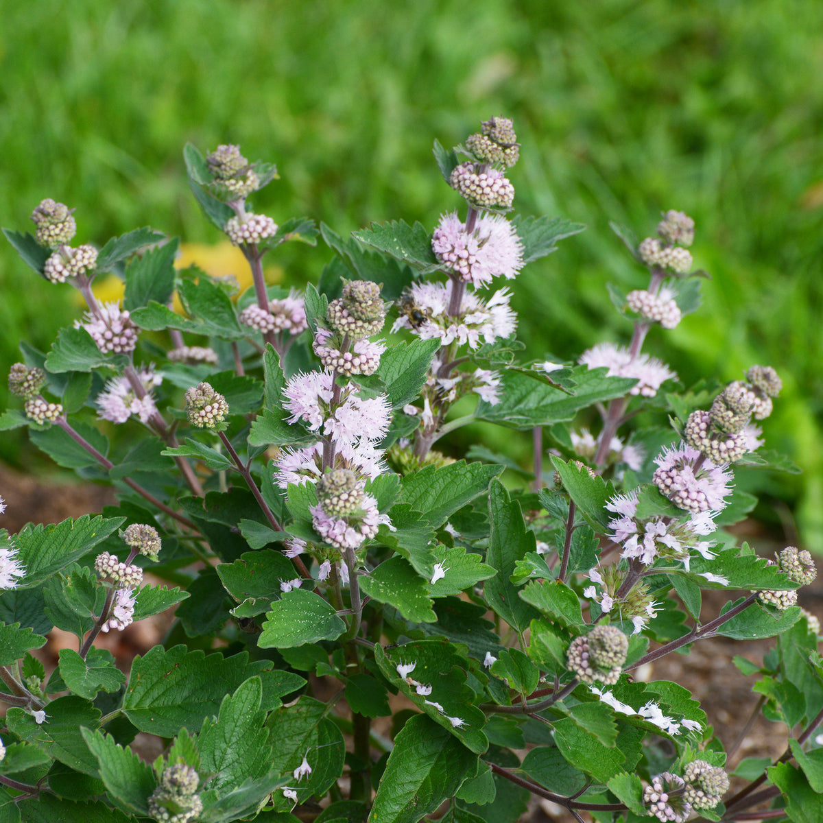 Caryopteris Stephi® Roze - Caryopteris clandonensis Stephi ® rose - Bakker