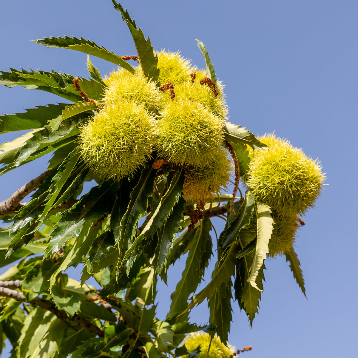 Castanea sativa Marsol - Kastanjeboom Marsol - Kastanjeboom
