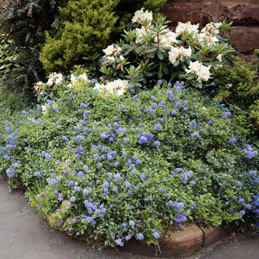 Amerikaanse sering Yankee Point - Bakker